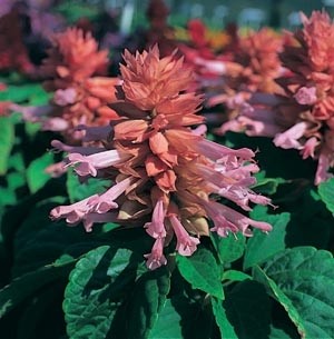 SALVIA SPLENDENS SIZZLER ROSA 1000 SEMI